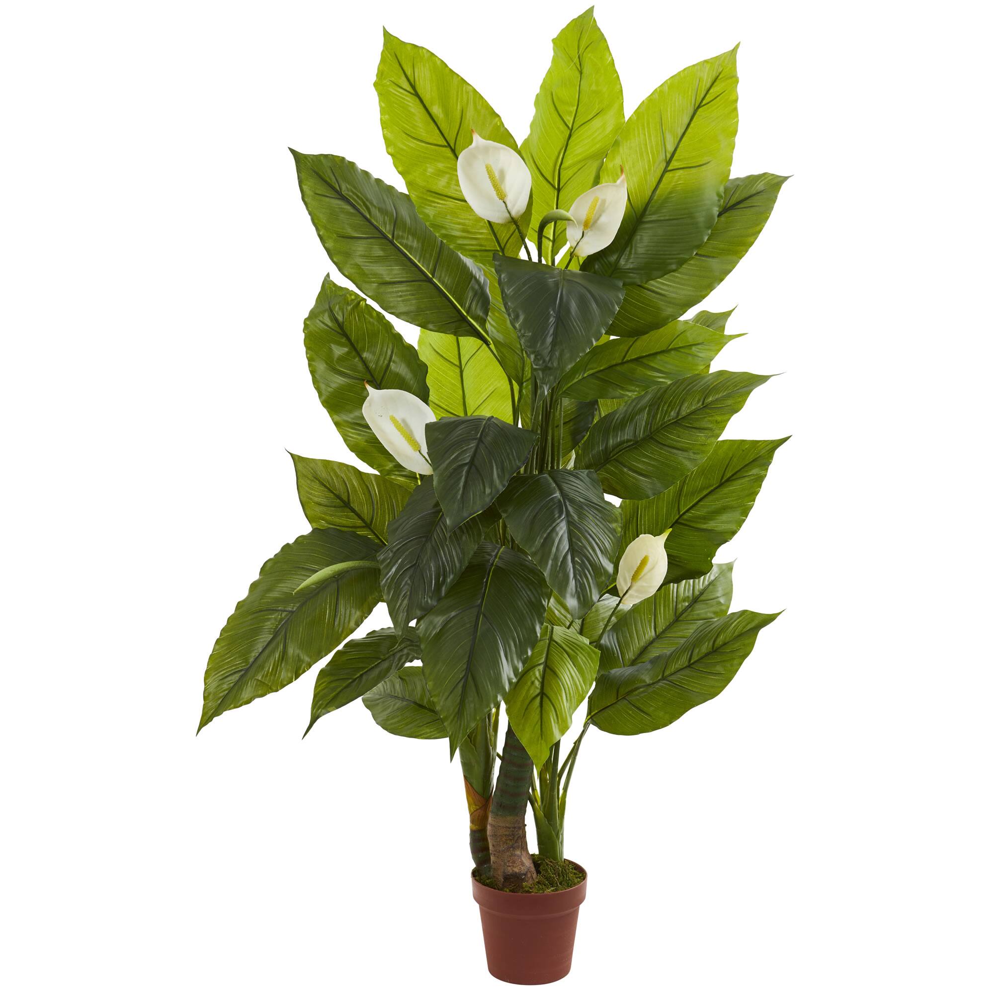4.5ft. Potted Peace Lily Plant